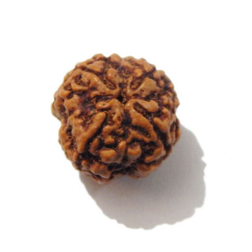 Four Mukhi Rudraksha