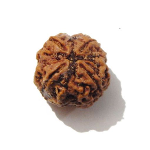 Four Mukhi Rudraksha