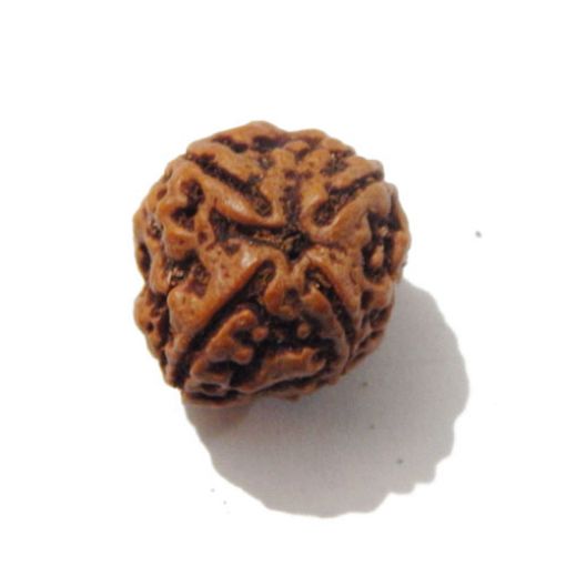 Four Mukhi Rudraksha