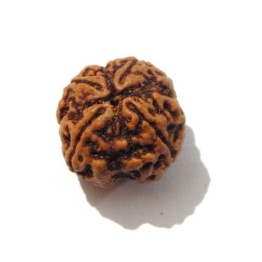 Four Mukhi Rudraksha