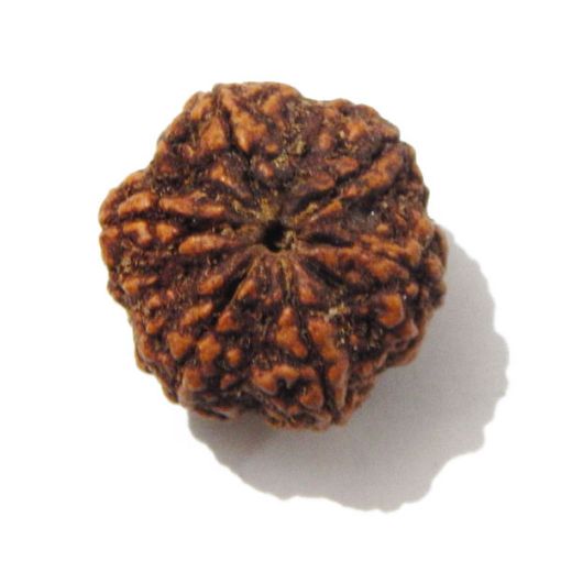 Six Mukhi Rudraksha