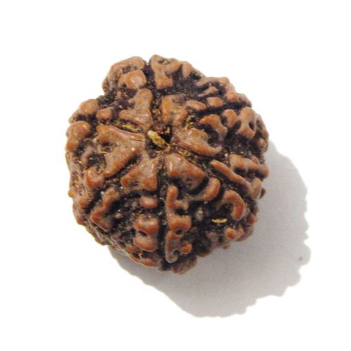 Six Mukhi Rudraksha