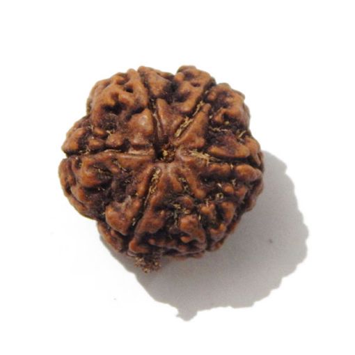 Six Mukhi Rudraksha