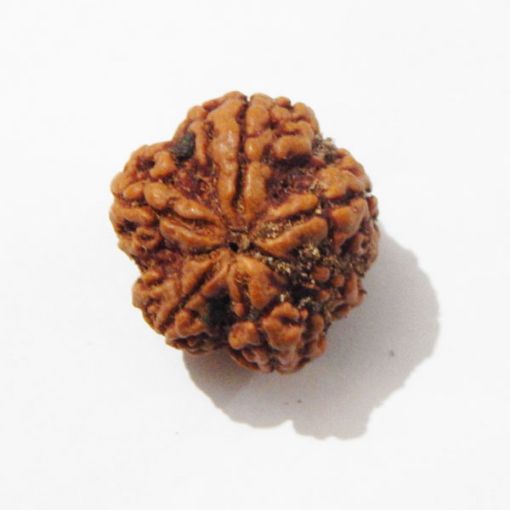 Six Mukhi Rudraksha