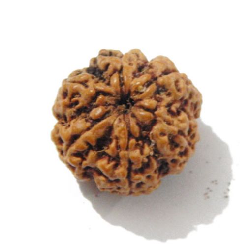 Six Mukhi Rudraksha