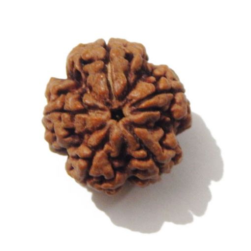 Five Mukhi Nepali Rudraksha