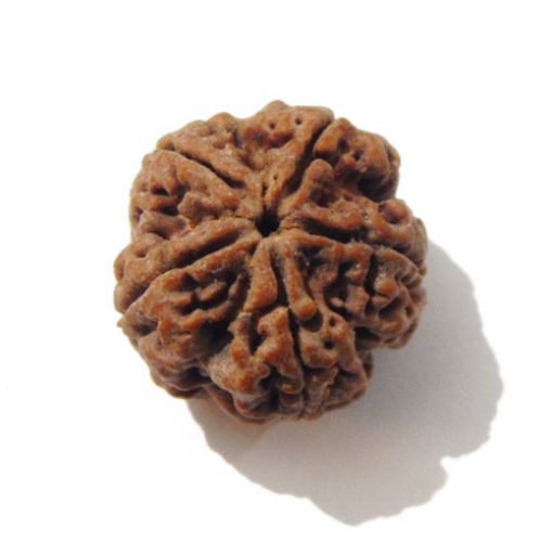 Five Mukhi Nepali Rudraksha