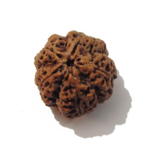Five Mukhi Nepali Rudraksha