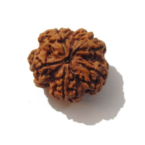 Five Mukhi Nepali Rudraksha