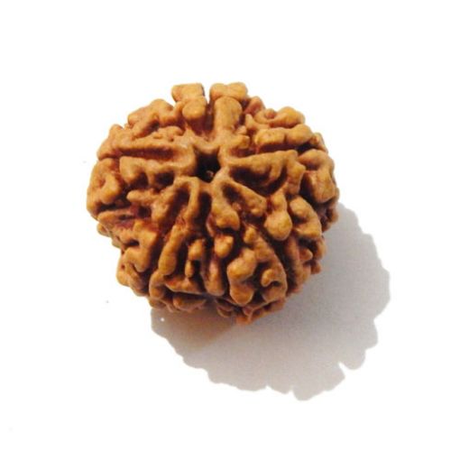 Five Mukhi Nepali Rudraksha
