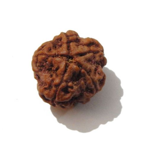 Five Mukhi Nepali Rudraksha