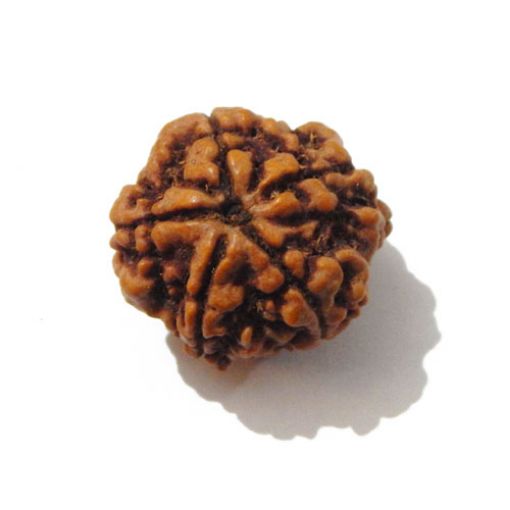 Five Mukhi Nepali Rudraksha