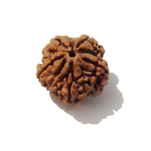 Five Mukhi Nepali Rudraksha