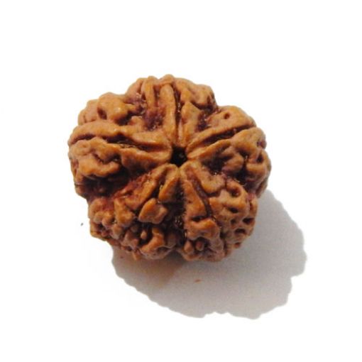 Five Mukhi Nepali Rudraksha