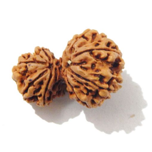 Gauri Shankar Rudraksha