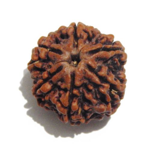 Six Mukhi Rudraksha