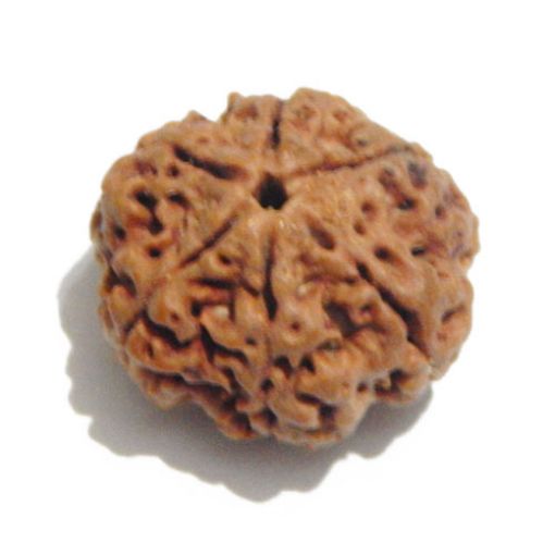 Six Mukhi Rudraksha