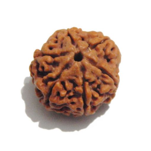 Six Mukhi Rudraksha