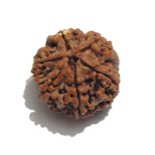 Six Mukhi Rudraksha