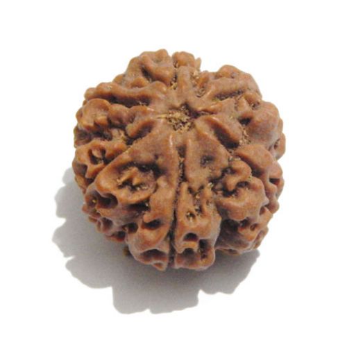 Six Mukhi Rudraksha