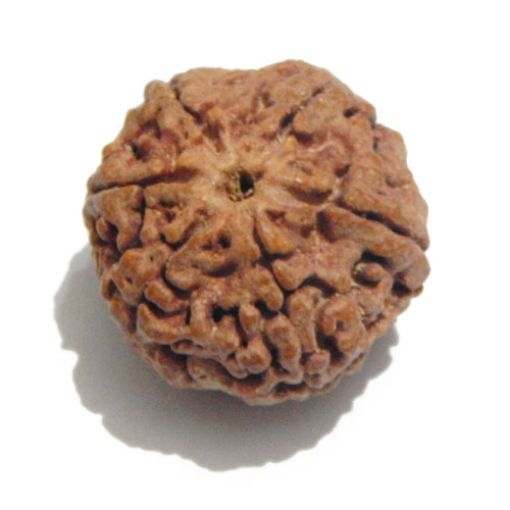 Six Mukhi Rudraksha