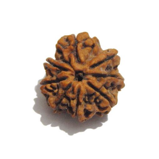 Eight Mukhi Rudraksha