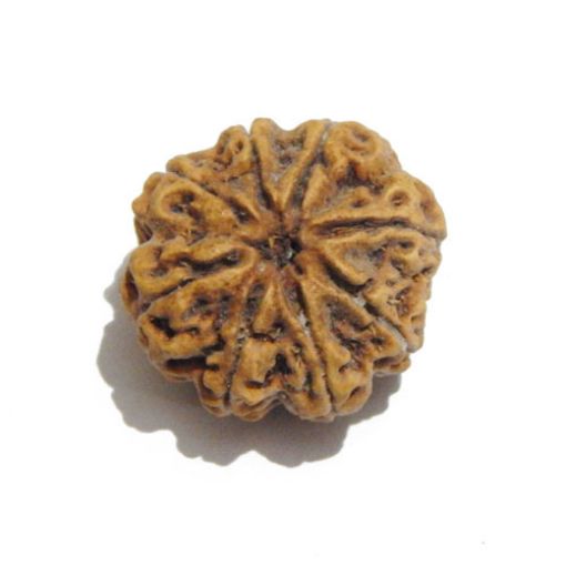 Eight Mukhi Rudraksha