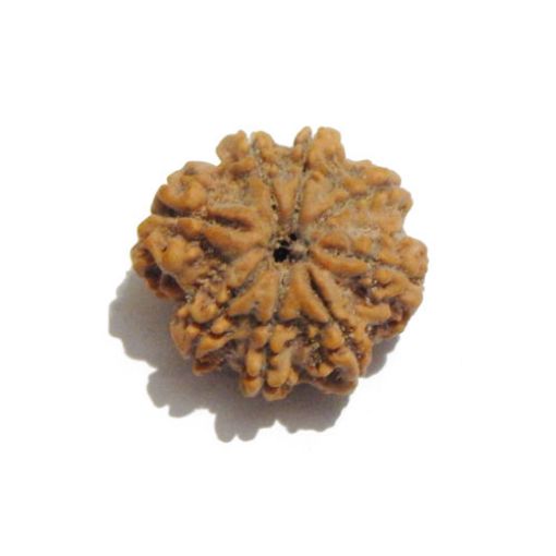 Eight Mukhi Rudraksha