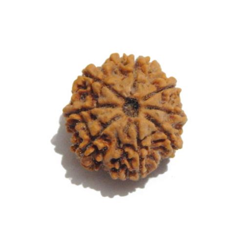 Eight Mukhi Rudraksha
