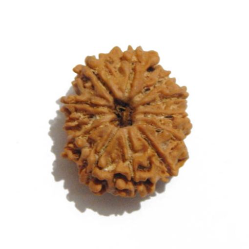 Twelve Mukhi Nepali Rudraksha