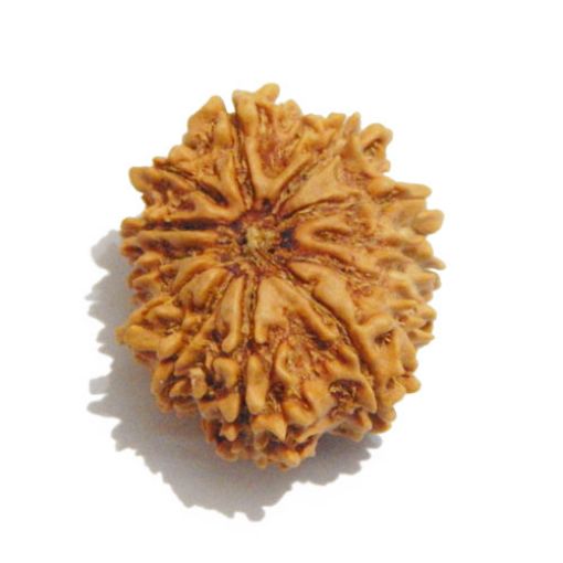 Twelve Mukhi Nepali Rudraksha