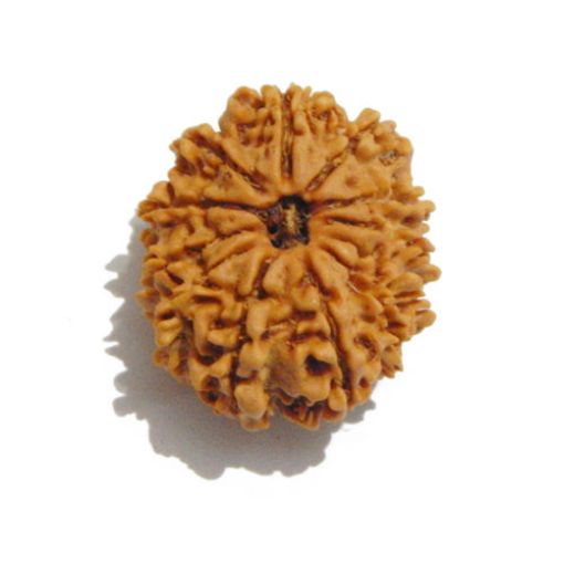 Twelve Mukhi Nepali Rudraksha
