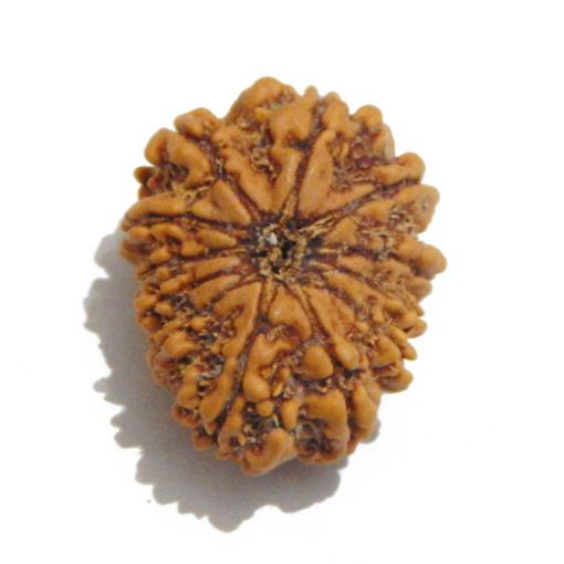 Twelve Mukhi Nepali Rudraksha