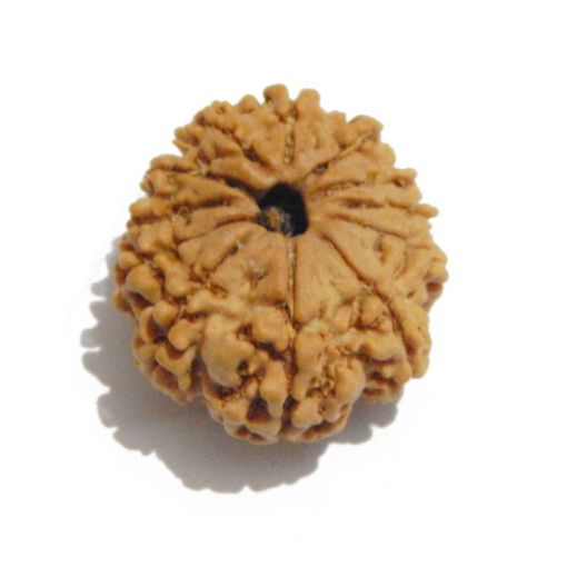 Twelve Mukhi Nepali Rudraksha