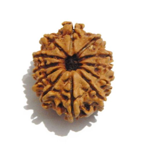 Twelve Mukhi Nepali Rudraksha