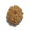 Nine Mukhi Nepali Rudraksha