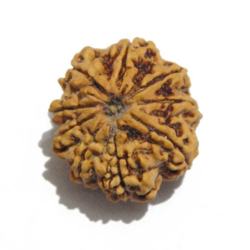 Nine Mukhi Nepali Rudraksha