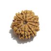 Nine Mukhi Nepali Rudraksha