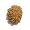 Nine Mukhi Nepali Rudraksha
