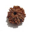 Nine Mukhi Nepali Rudraksha