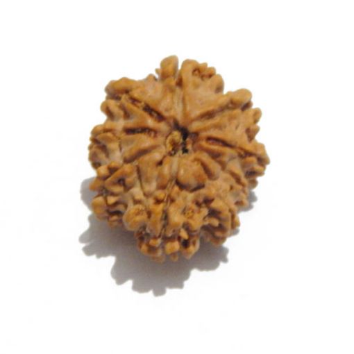 Nine Mukhi Nepali Rudraksha