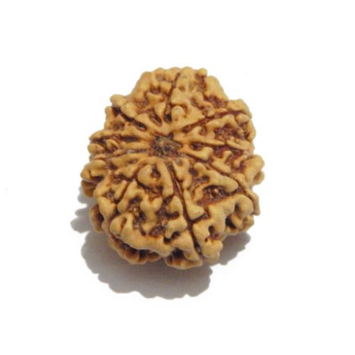 Nine Mukhi Nepali Rudraksha
