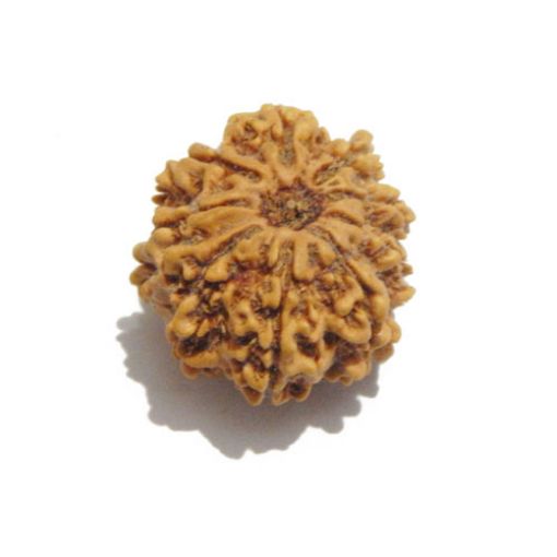 Nine Mukhi Nepali Rudraksha