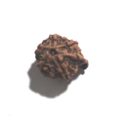 Ganesh Rudraksha