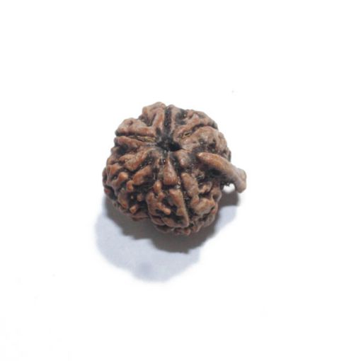 Ganesh Rudraksha