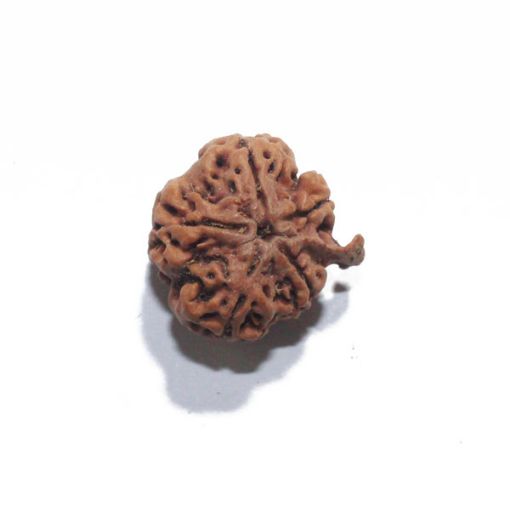 Ganesh Rudraksha