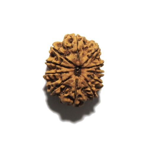 11 Mukhi Nepali Rudraksha