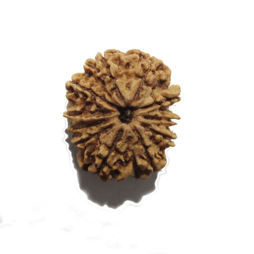 11 Mukhi Nepali Rudraksha