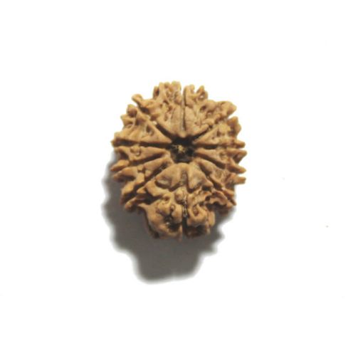 Ten Mukhi Nepali Rudraksha