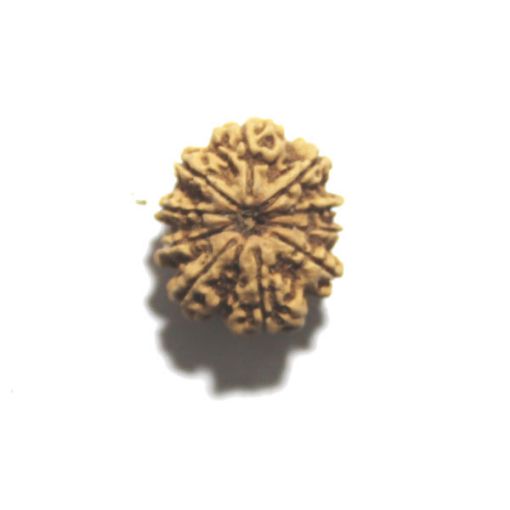 Ten Mukhi Nepali Rudraksha